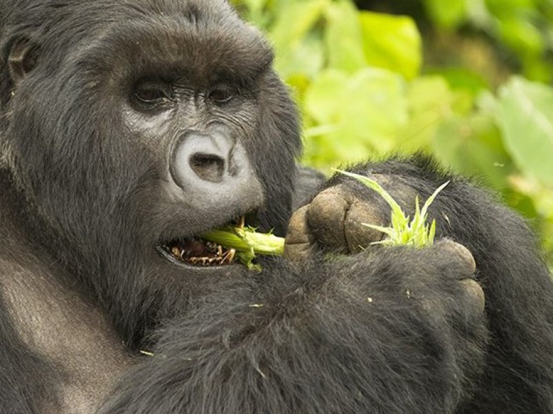 Ruanda