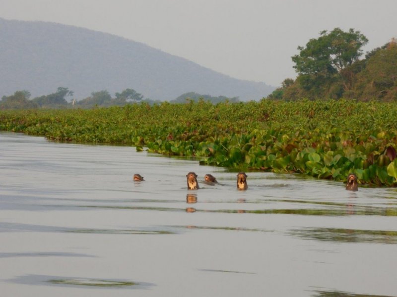 Pantanal Sul e Serra do Amolar - Créditos: Douglas Simões