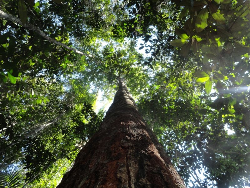 Trilha na Floresta