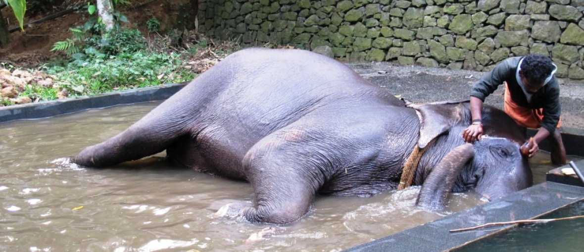 Viagem para Índia - Banho Elefante