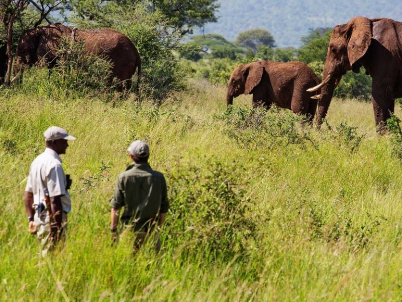 Safari na Tanzânia