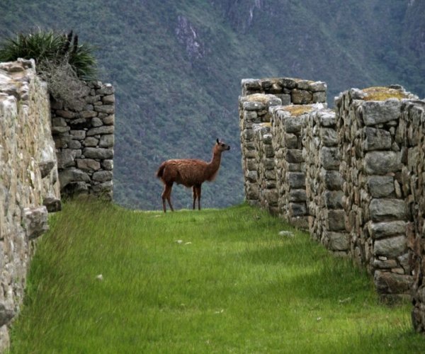 REVEILLON - Machu Picchu Cultural