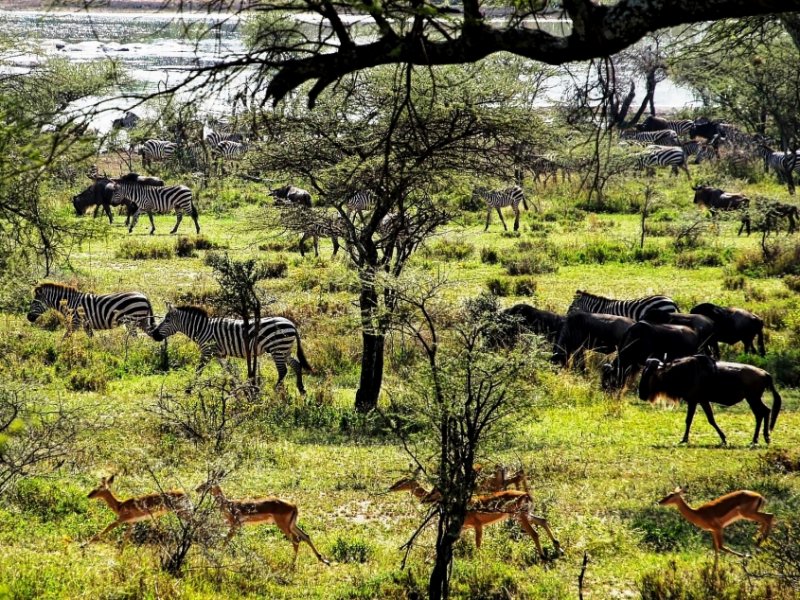 África - Safari na Tanzânia