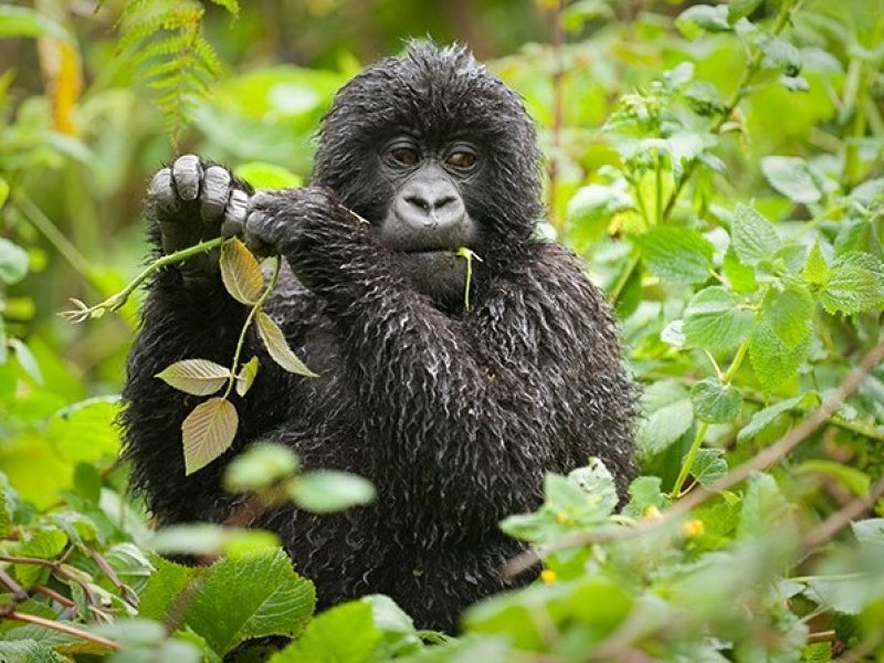 Ruanda