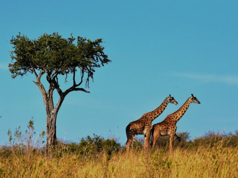 Safari no Quênia e Tanzânia