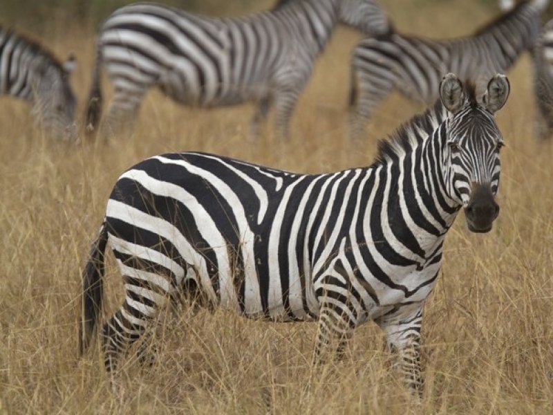 Pacote de viagem para África do Sul no Feriado