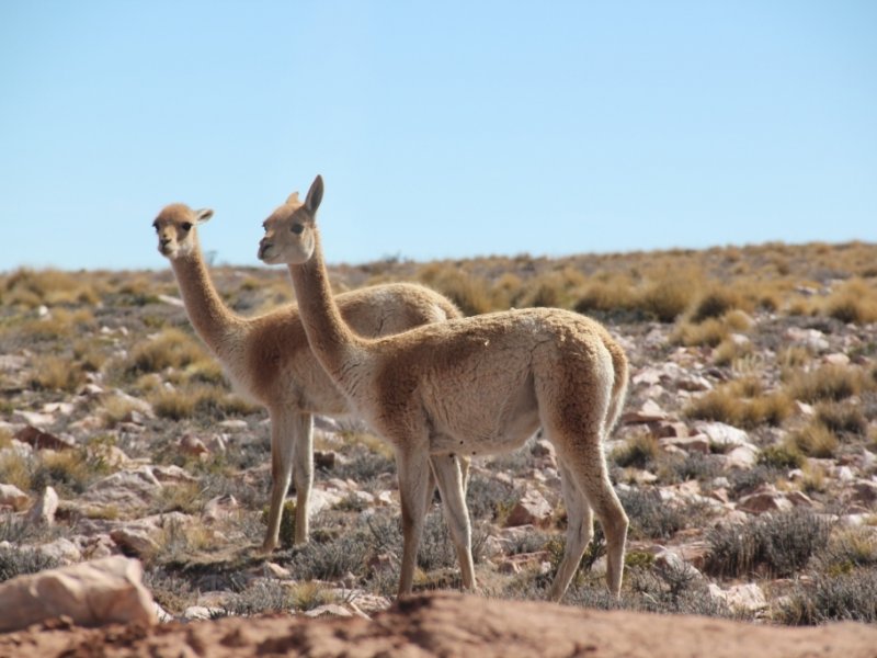 Salta