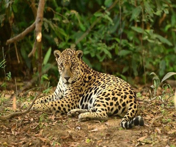 Pantanal Norte