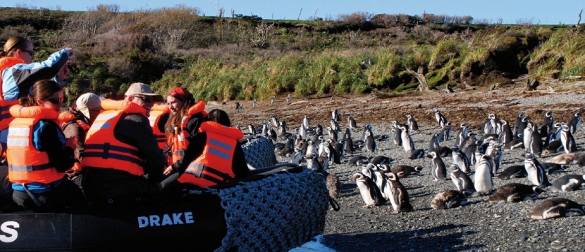Pinguins