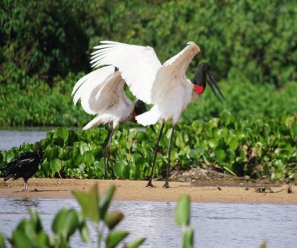 Pantanal Sul e Serra do Amolar - Créditos: Andre Dib