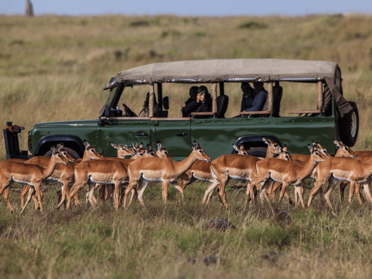 Pacotes de Viagem para Safari na Tanzânia