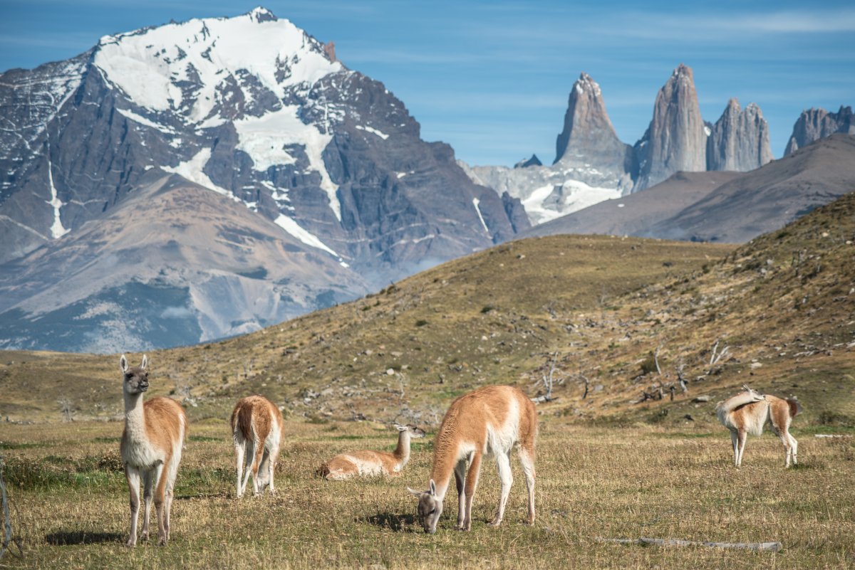 Pacotes de Viagem para Patagônia Chilena Torres del Paine