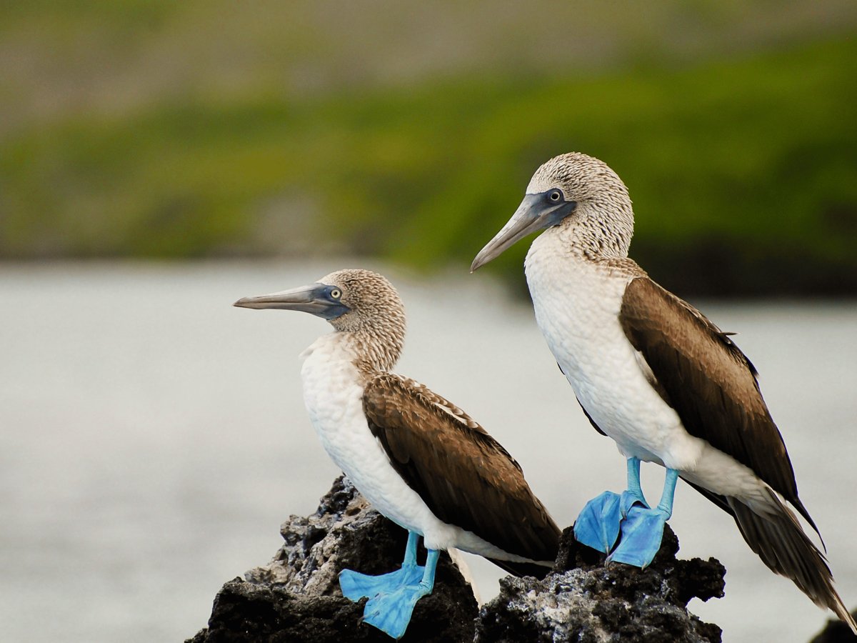Pacotes de Viagem para Equador com Ilhas Galápagos