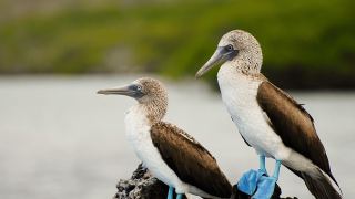 Pacotes de Viagem para Equador com Ilhas Galápagos