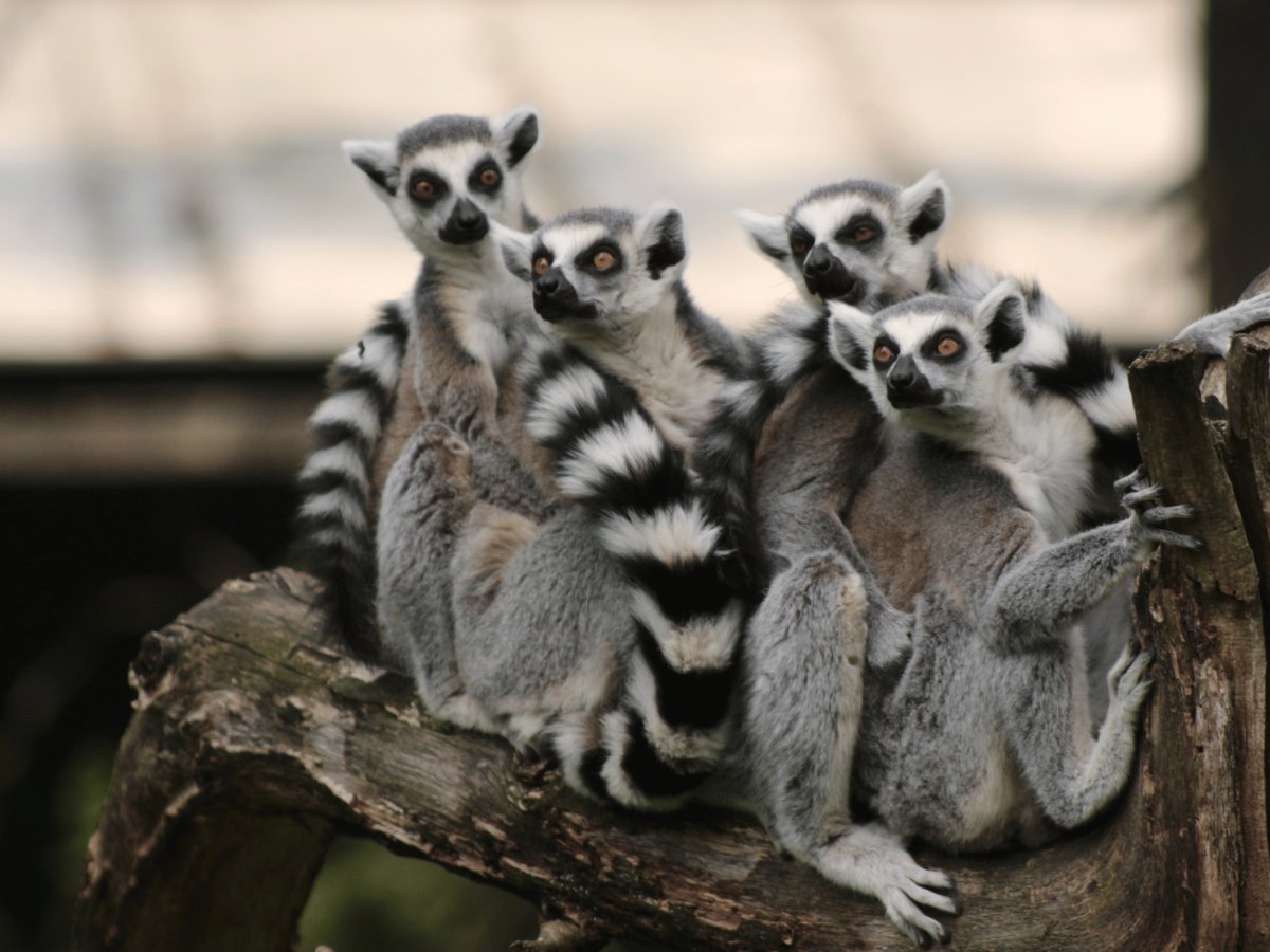 Pacotes de Viagem para Madagascar