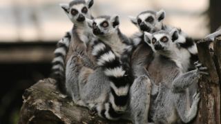 Pacotes de Viagem para Madagascar