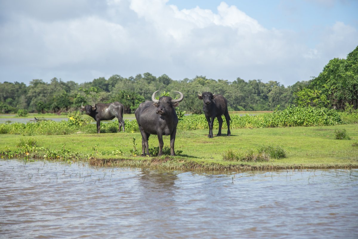 Pacotes de Viagem para Ilha do Marajó Pará