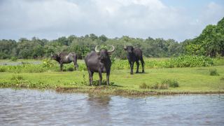 Pacotes de Viagem para Ilha do Marajó Pará