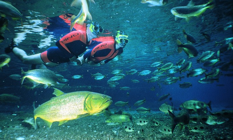 Bonito