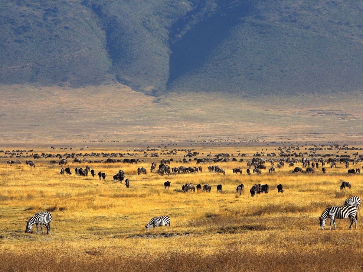 Pacotes de Viagem para Safari na Tanzânia