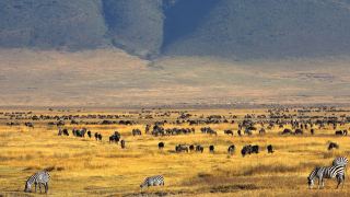 Pacotes de Viagem para Safari na Tanzânia