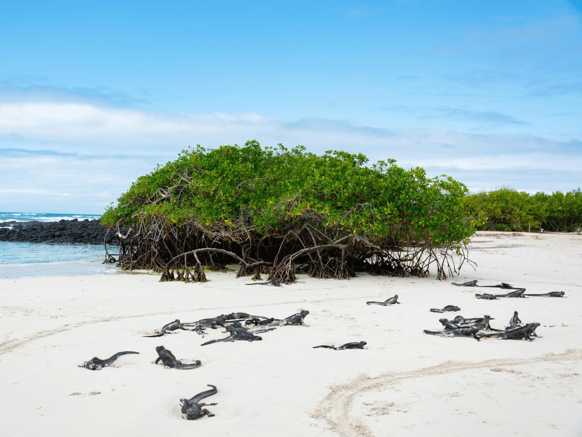 Pacotes de Viagem para Equador com Ilhas Galápagos