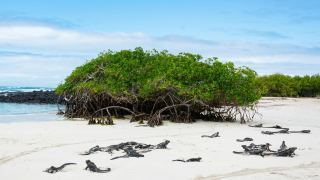 Pacotes de Viagem para Equador com Ilhas Galápagos