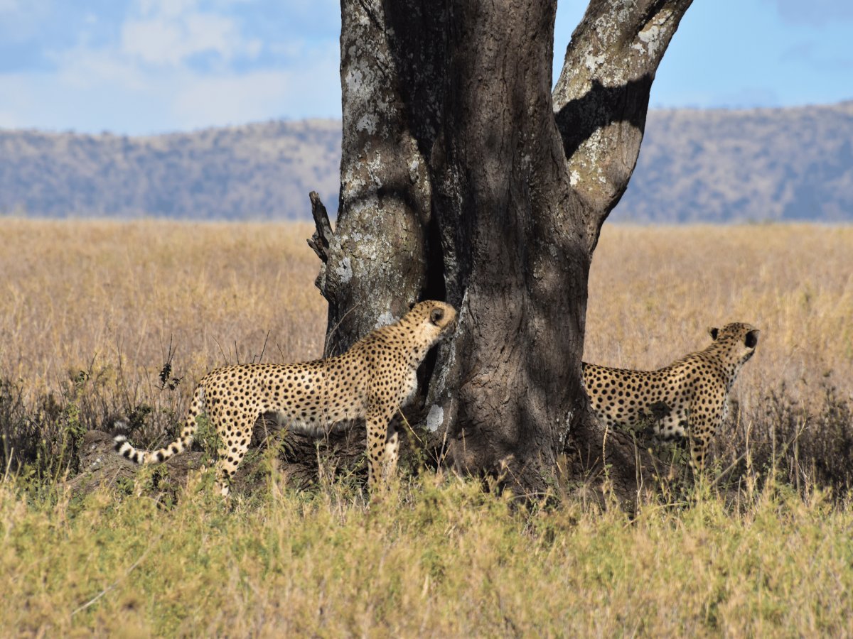 Pacotes de Viagem para Safari na Tanzânia