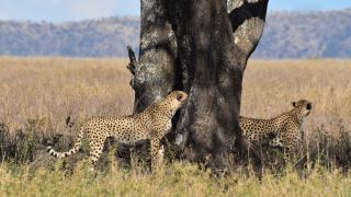Pacotes de Viagem para Safari na Tanzânia