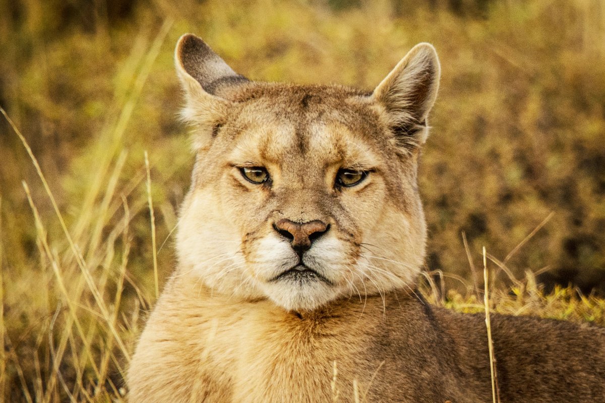 Pacotes de Viagem para Patagônia Chilena Torres del Paine