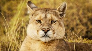 Pacotes de Viagem para Patagônia Chilena Torres del Paine