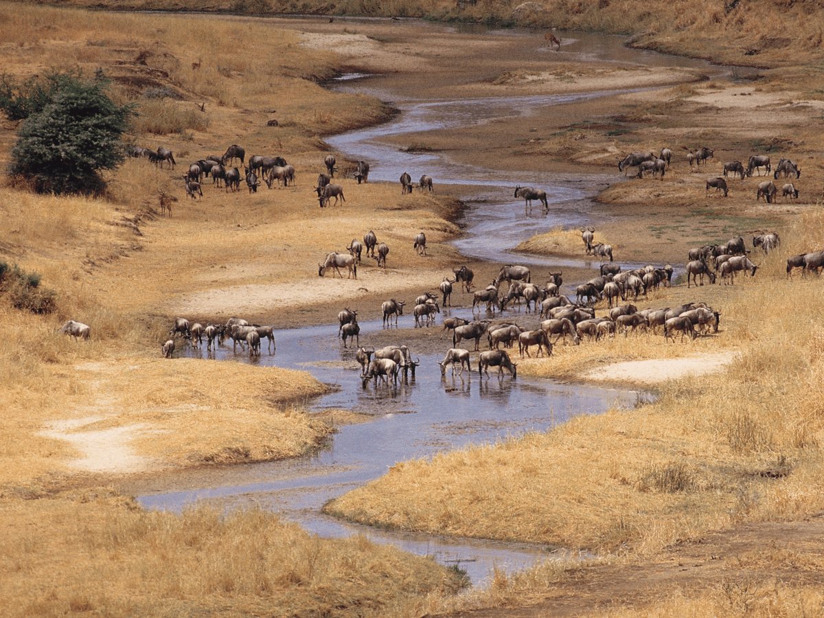 Pacotes de Viagem para Safari na Tanzânia