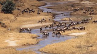 Pacotes de Viagem para Safari na Tanzânia