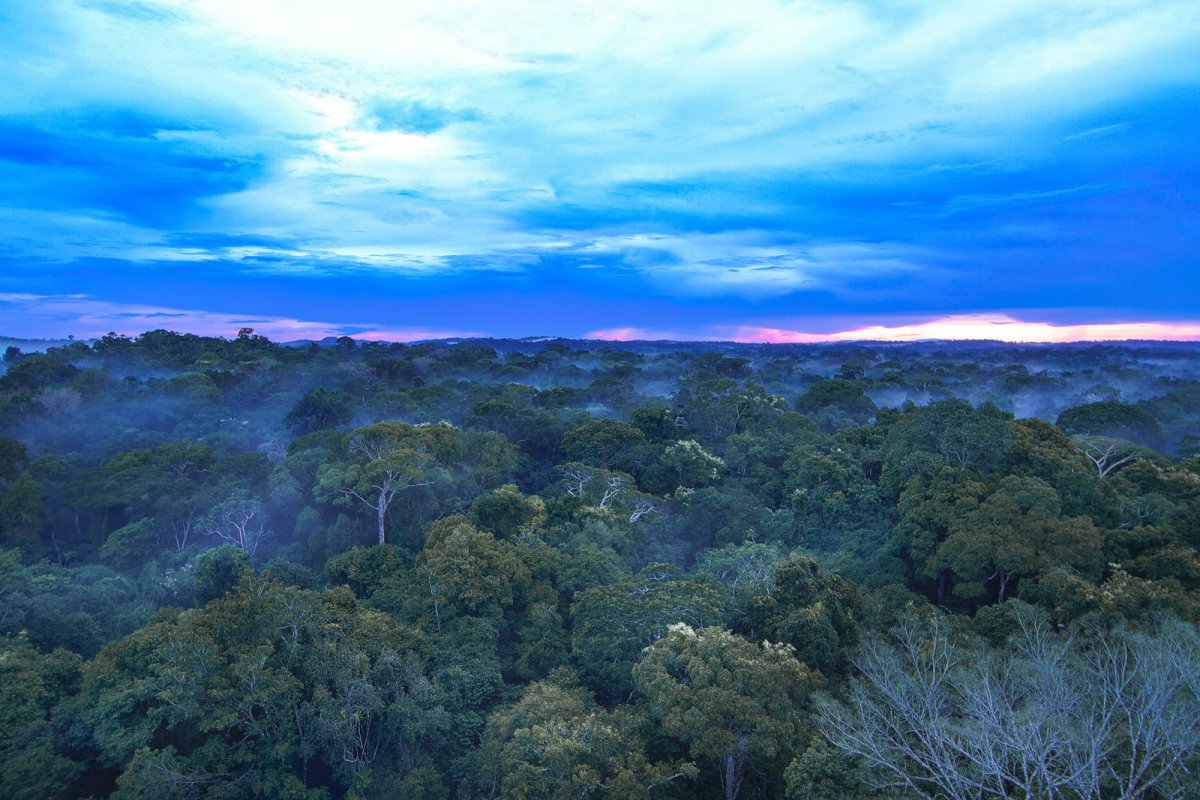 Pacotes de Viagem para o Amazônia no Cristalino Jungle Lodge