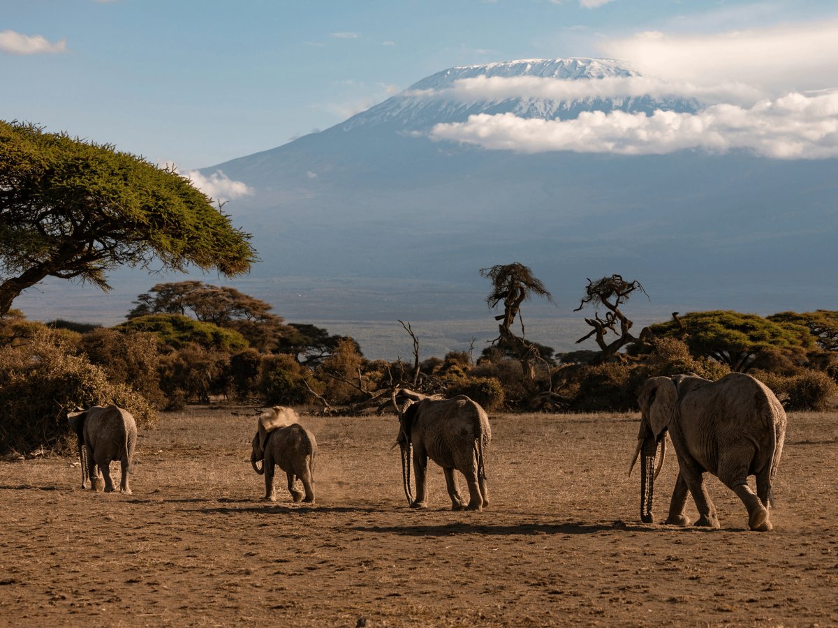 Pacotes de Viagem para Safari na Tanzânia