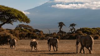 Pacotes de Viagem para Safari na Tanzânia