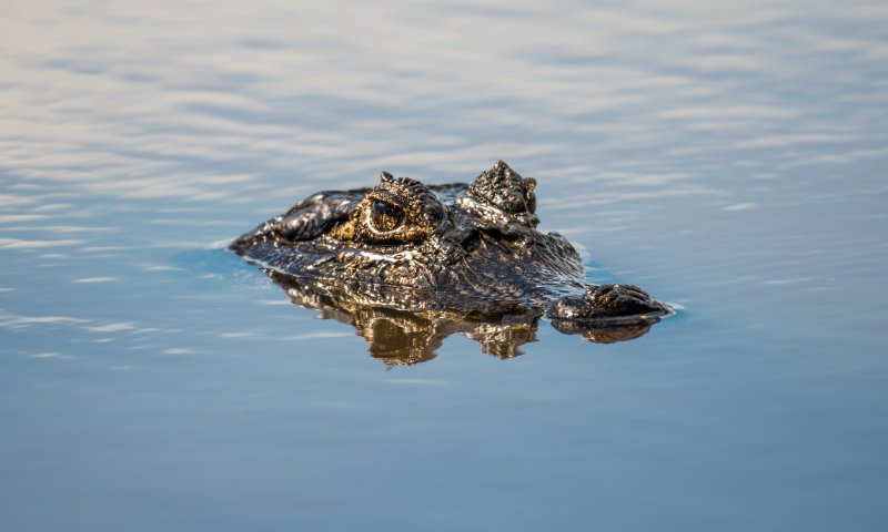 Pantanal