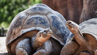 Pacotes de Viagem para Equador com Ilhas Galápagos