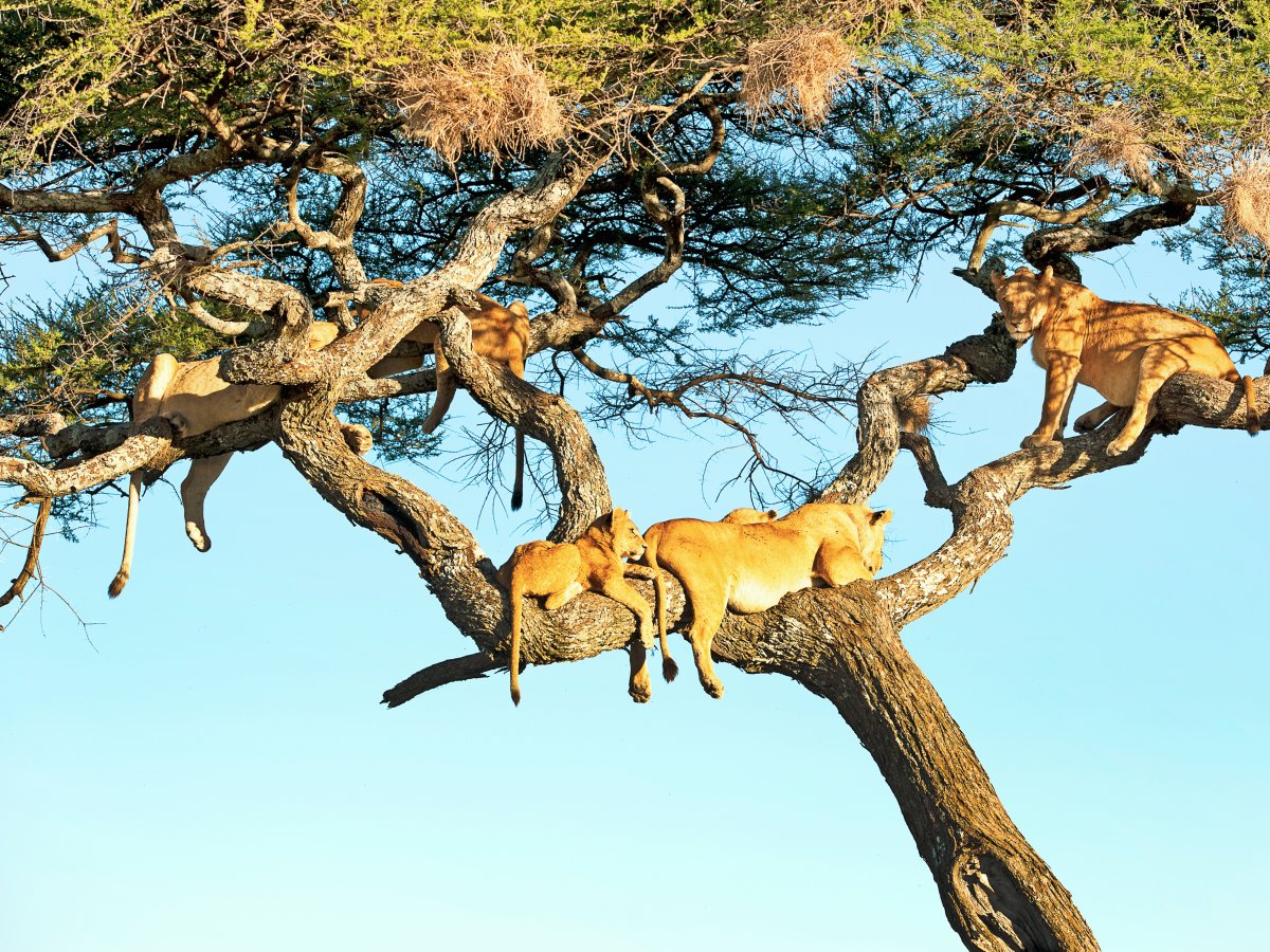 Pacotes de Viagem para Safari na Tanzânia