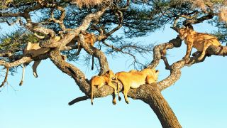 Pacotes de Viagem para Safari na Tanzânia