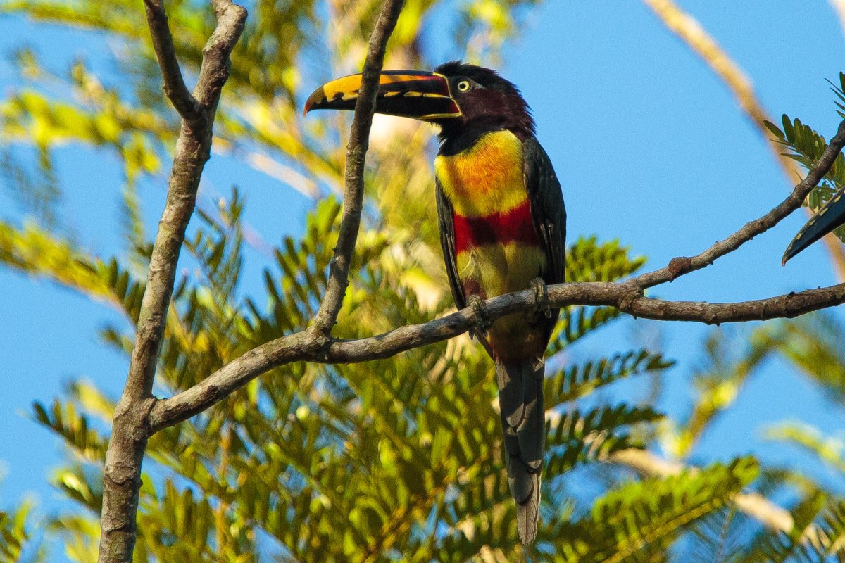 Pacotes de Viagem para o Amazônia no Cristalino Jungle Lodge