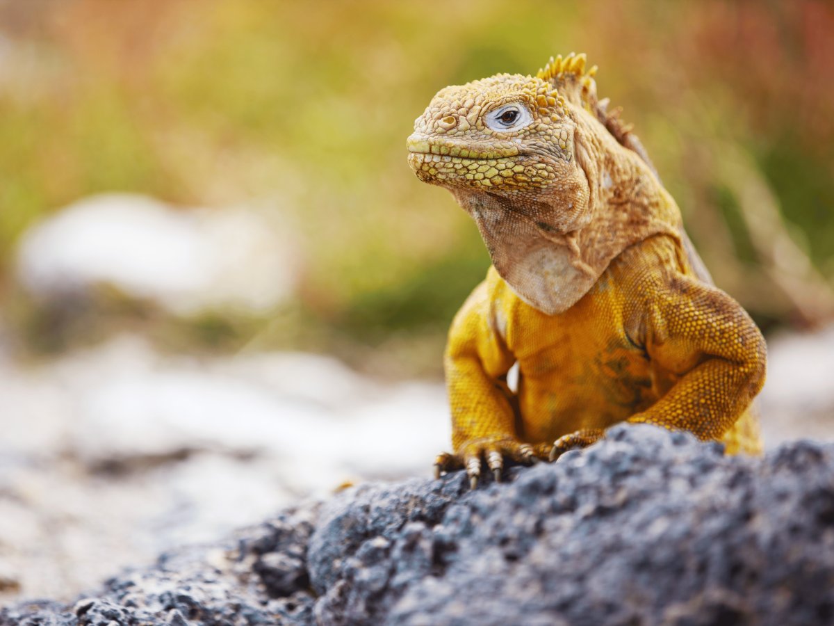 Pacotes de Viagem para Equador com Ilhas Galápagos