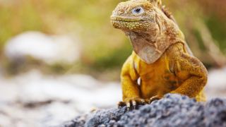 Pacotes de Viagem para Equador com Ilhas Galápagos