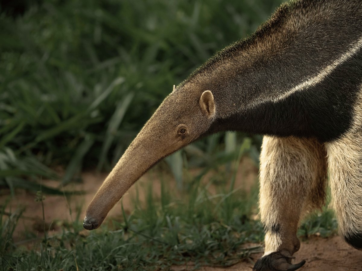 Pacotes de Viagem para o Pantanal na Pousada Aguapé