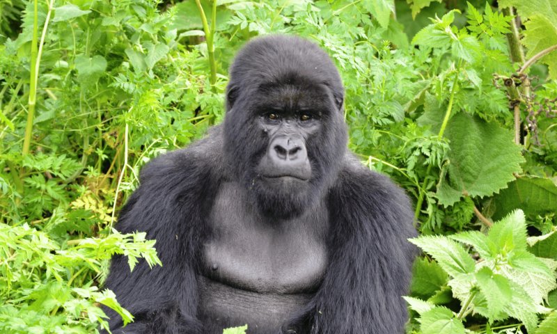 Ruanda