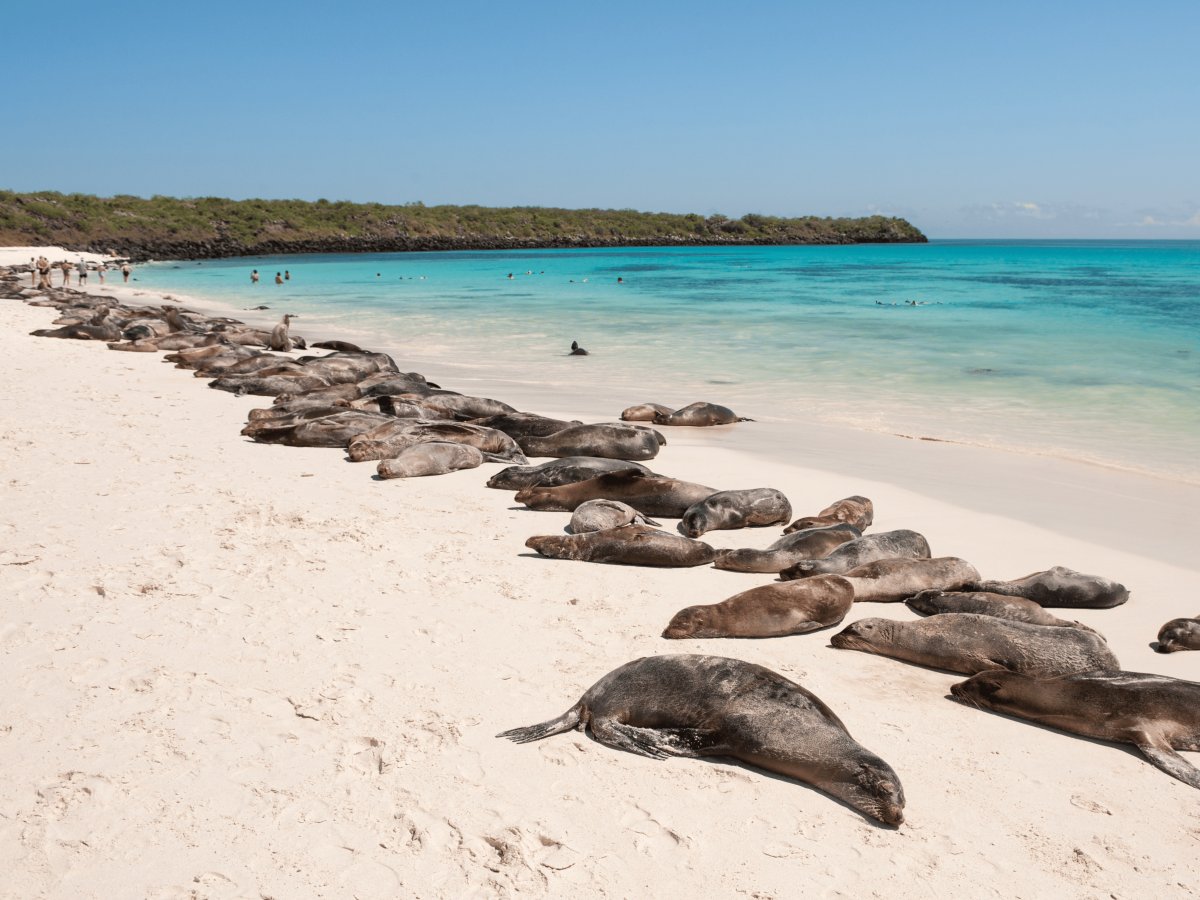 Pacotes de Viagem para Equador com Ilhas Galápagos