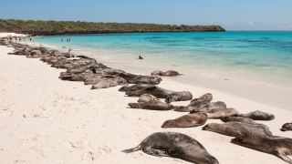 Pacotes de Viagem para Equador com Ilhas Galápagos