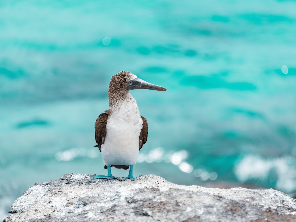 Pacotes de Viagem para Equador com Ilhas Galápagos