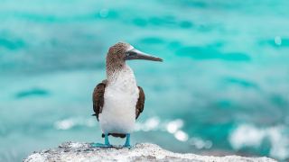 Pacotes de Viagem para Equador com Ilhas Galápagos