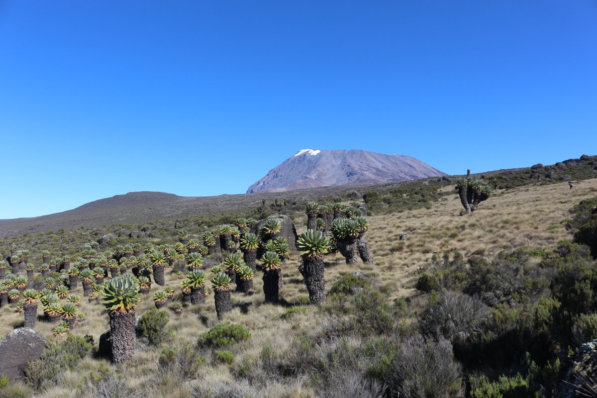 Pacotes de Viagem para a Expedição Kilimanjaro na Tanzânia